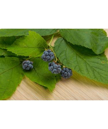 Blackberry Leaf Tea | Rubus L - Rubi Fruticose Folium | Ronce Feuille Tisane Health Embassy (100g) - Buy Online on SooperMarket.com
