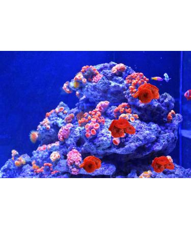4-Piece Artificial Coral Ornaments for Aquariums - Red Underwater Plants | Perfect Fish Tank Decorations - Buy Online on SooperMarket.com