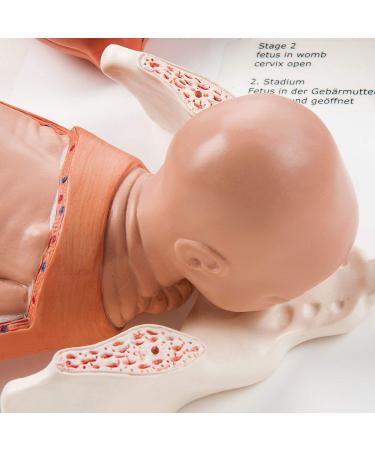 3B Scientific VG393 Labor Stages Model 12.2-Inch Lengthx15.7-Inch Widthx5.1-Inch Height - Buy Online on SooperMarket.com