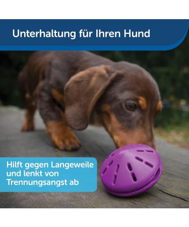 PetSafe Twist-n-Treat Dog Toy | Fillable Treat Toy | Customizable Dispensing & Dishwasher Safe | Purple L - Shop Now for International Shipping! - Buy Online on SooperMarket.com