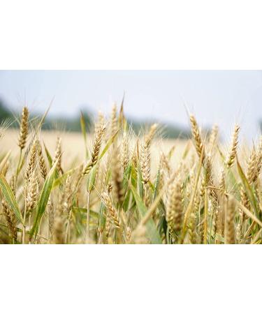 Organic Italian Pearled Farro - Raw, Non-GMO, Vegan, Bulk - 7LB Pack - Protein & Fiber Rich - Buy Online on SooperMarket.com