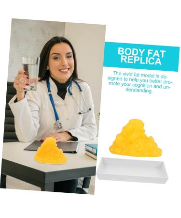 Gatuida Fat Model Models Nutritionist Display Body Fat Manikin Teaching Body Fat Replica Base Fitness Sports - Buy Online on SooperMarket.com
