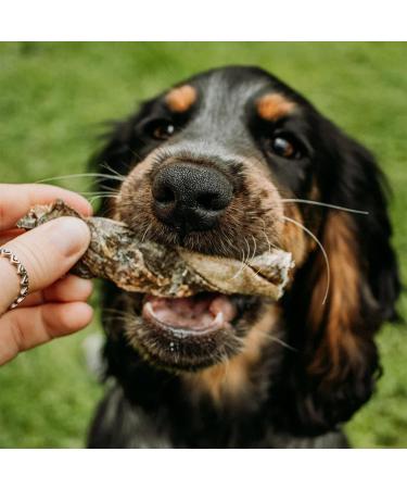 SKIPPER'S Fish Skin Twists Regular Dog Chews for Teeth 250g - Handmade & Gently Air- Dried - Healthy & Natural Dog Dental Sticks Long Lasting - Hypoallergenic & Grain Free Regular 250 g (Pack of 1) - Buy Online on SooperMarket.com