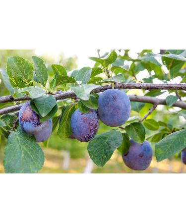 Organic Pitted Prunes  1 Pound  Dried California Plums  Non-GMO  Kosher  Unsulfured  Unsweetened  Bulk 1 Pound (Pack of 1) - Buy Online on SooperMarket.com