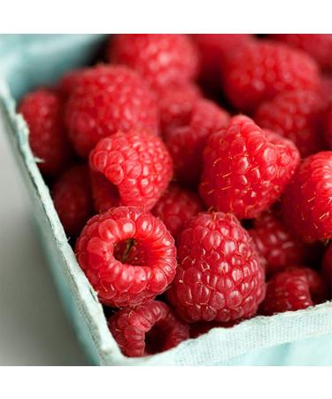 Buy Glade Scented Candle Pack of 6 - Radiant Fresh Berries with Essential Oils - International Shipping Available - Buy Online on SooperMarket.com