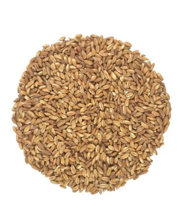 Organic Italian Pearled Farro - Raw, Non-GMO, Vegan, Bulk, Protein, Fiber Rich (10LB) Organic Pearled Farro 10 Pound (Pack of 1)