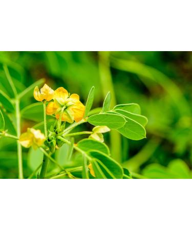 Natural Cassia Obovata Hair Conditioner - 300g Pack - Shine & Scalp Care - Buy Online on SooperMarket.com
