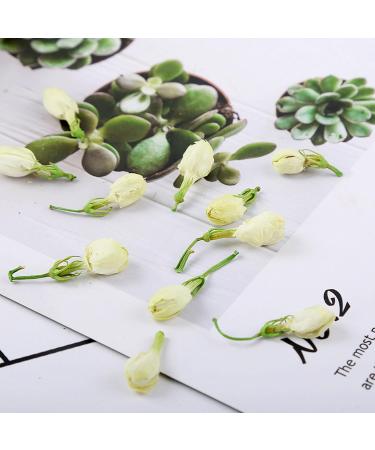 Jasmine tea 3.52 ounces/100g Caffeine-free Dried jasmine flowers are suitable for making tea Whole bud of edible flowers Jasmine bud jasmine tea loose leaf - Buy Online on SooperMarket.com