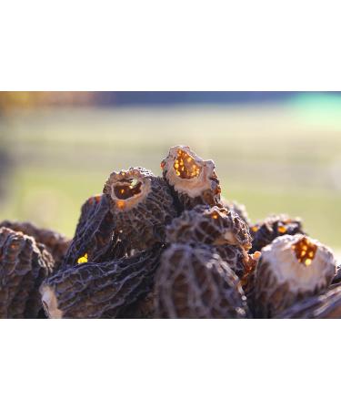 Morel Mushrooms Popular Choice CAPS (2-6 cm) - no Tails - Hand Picked Sun-Dried (30 gr) 30.0 grams - Buy Online on SooperMarket.com