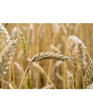 Organic Italian Steel Cut Farro  1.5 Pounds  Non-GMO  Cracked Pearled Wheat Grain  Non-Irradiated  Vegan  Bulk. Easy to Cook. Rich in Fiber  Protein. Perfect for Cereal  Porridge  Soups  Salads - Buy Online on SooperMarket.com