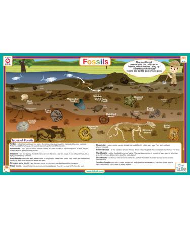 Fossils Placemat
