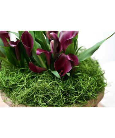 SuperMoss 26912 Preserved Spanish Moss 8oz - Natural Grass for Crafts and Decor - Buy Online on SooperMarket.com