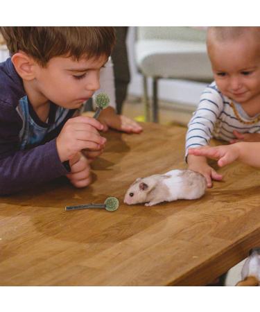 GANAZONO 4pcs Guinea Pig Chewing Playthings Bunny Chewing Playthings Bunny Treats Parrot Treats - Buy Online on SooperMarket.com