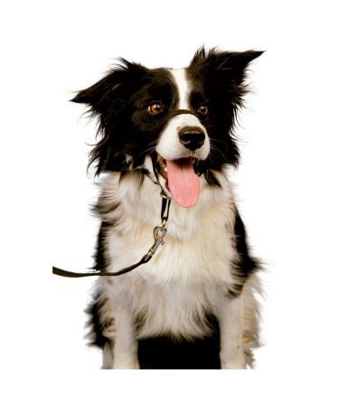Record HALTI halter muzzle stop pull dog training XXL format