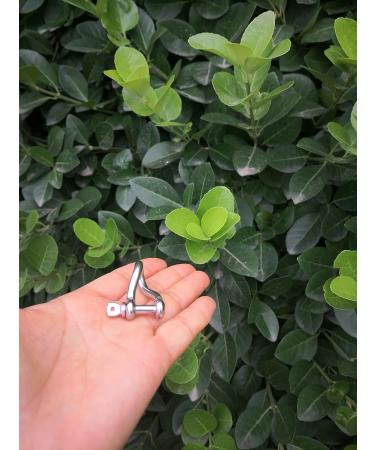 Stainless Steel 316 Mini Twist Shackle - 3/16 (5mm) - 4 Pcs | Marine Grade - Buy Online on SooperMarket.com