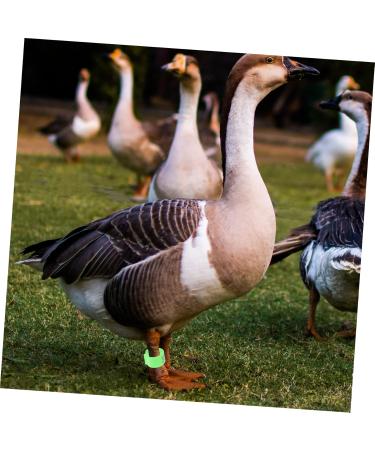 Beavorty 300 Pcs Pigeon Anklet Where Labels Pet Chicken Bands Birds Supplies Bird Drinker Ornamental Pigeon 1X1X0.8CMx3pcs Greenx3pcs - Buy Online on SooperMarket.com