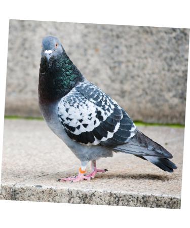 FOMIYES 300 Pcs Pigeon Anklet Ring Protector Parrot Leg Ring Foot Ring for Pigeon Xuan Feng Birds Baby 1.3X1.3CMx3pcs Orangex3pcs - Buy Online on SooperMarket.com