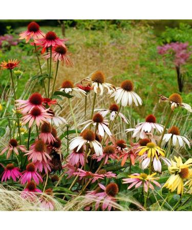 Echinacea Mixed Seeds - High-Quality Echinacea Seeds for International Shipping | Grow Your Own Echinacea - Buy Online on SooperMarket.com