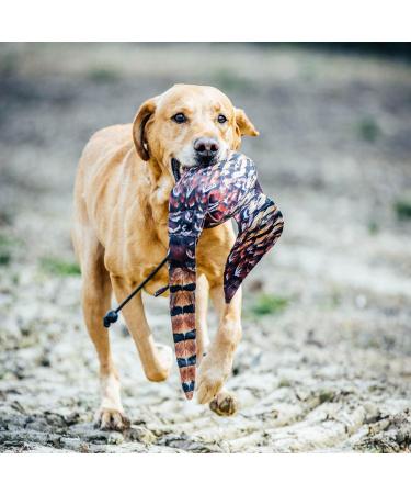 Dog & Field The Original Clone Realistic Game Bird Dog Training Dummies - Pheasant Partridge & Snipe Gundog Training Dummy (Cock Pheasant Dead Bird Dummy) - Buy Online on SooperMarket.com