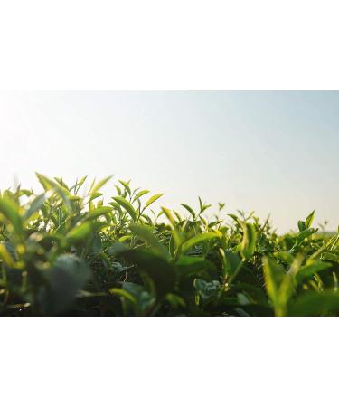 Buy Mandoi Bio Matcha Powder 100g - Premium Organic Green Tea for Matcha Lattes - Sustainably Sourced from Japan - Buy Online on SooperMarket.com