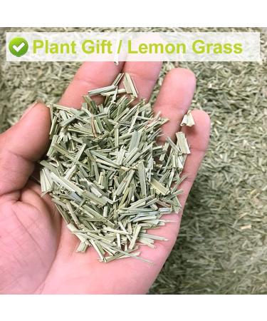 Buy PlantGift Dried Lemongrass Tea Figs - Premium Quality International Shipping - Buy Online on SooperMarket.com