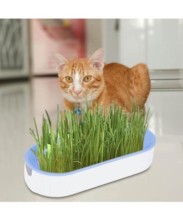 Youding Cat Grass Growing Kit Planter Tray Catnip Box Chewing Kitten Plant Set for Snacks Soil Free Snacks Digestion Pet Food Indoor Nursery Balcony Patio Blue - Buy Online on SooperMarket.com