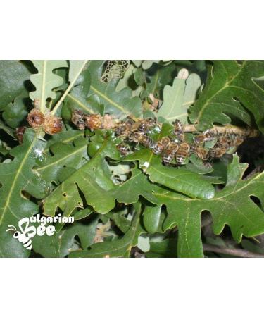 Organic Raw Black Forest Bee Honey - 450g Oak Forest Honeydew from Aphids - Buy Online on SooperMarket.com