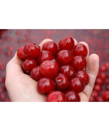 CherryActive Concentrate 946ml - 100% Montmorency Cherry Juice (1 Pack) - Buy Online on SooperMarket.com