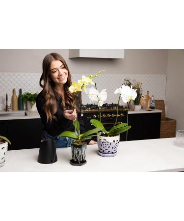 rePotme Phalaenopsis Dark Classic Orchid Mix - Mini Bag (2 Quarts) - Buy Online on SooperMarket.com