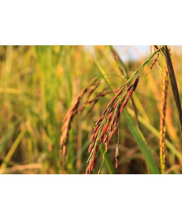 3 lbs Red Long-Grain Rice: Nutty Flavor, Non-Sticky, Vegan. Protein & Antioxidant-Rich for Pilafs, Salads & Stir-Fries - Buy Online on SooperMarket.com