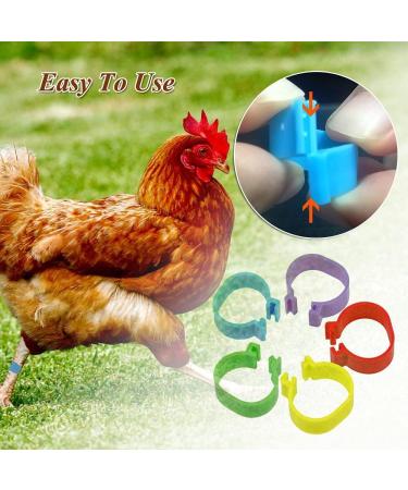 100pcs 16mm Clip on Chicken Leg Bands Number 001-100 Numbered Leg Bands for Chickens Ducks Hens Poultry Leg Bands for Dove Chicks Hen Parrot Birds Identification(Red) - Buy Online on SooperMarket.com