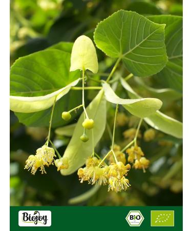Biojoy Organic Linden Blossoms Dried (250g) - Whole Flowers for Herbal Tea (Tiliae Flos) - International Shipping - Buy Online on SooperMarket.com