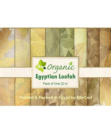 NileCart Natural Organic Egyptian Loofah Sponges - Large Exfoliating Shower Body Scrubber for Radiant Skin - 22 Inch - Pack of 1 - Buy Online on SooperMarket.com