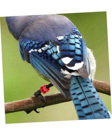 BESPORTBLE 80 Pcs Pigeon Foot Ring Metal Brackets Kickstand Chicken Wite Parrot Pigeon Gear Aluminum Poultry 0.8X0.8X0.8CMx4pcs As Shownx4pcs - Buy Online on SooperMarket.com