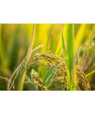 Organic White Jasmine Rice 4lbs | Non-GMO Long-Grain Variety | Raw, Vegan, Kosher | Fluffy Texture, High Protein | Ideal for Stir-Fries & Curries - Buy Online on SooperMarket.com