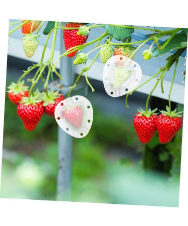 Gogogmee 5pcs Fruit Shaping Mold Plastic Fruit Cucumber Shaping Tool Vegetable Shaping Tool Garden Tools - Buy Online on SooperMarket.com