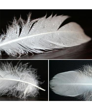 HaiMay 450 White Feathers for Craft Wedding & Party Decor 3-5 inches - Home Decorations - Buy Online on SooperMarket.com