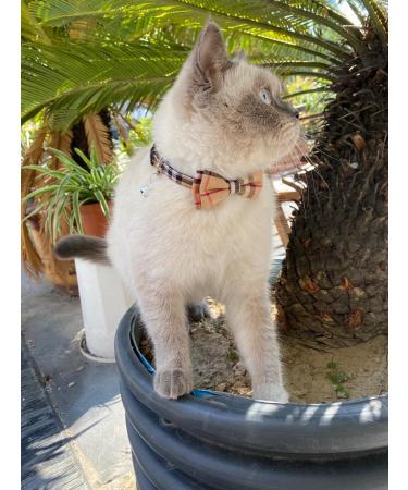 SuperBuddy Cute Bow Bell Cat Collar - 2 Pack Plaid Kitten Collar with Removable Bowtie for Cats Kittens - Brown-Black - Buy Online on SooperMarket.com