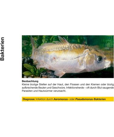 Buy Sera Pond Cyprinopur 250ml - Effective Medicine for Common Pond Diseases - Fast International Shipping - Buy Online on SooperMarket.com