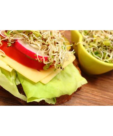 Buy Bio Alfalfa Lucerne Germ Seed - 1kg for Delicious Sprouts & Healthy Salads - International Shipping Available - Buy Online on SooperMarket.com