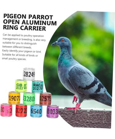 Balacoo 300 Pcs Homing Pigeon Identification Ring Tools Private Pigeons Marker Bird Distinguish Tool Birds 1.1x0.8cm x3pcs Colorfulx3pcs - Buy Online on SooperMarket.com