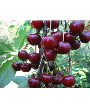 Organic Dried Tart Cherries 1lb | Lightly Sweetened & Pitted | Non-GMO, Kosher, Unsulfured | Sour Bulk Cherries - 1lb Pack - Buy Online on SooperMarket.com