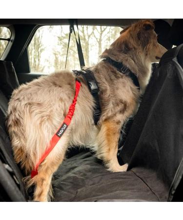 STUCH Universal Bungee Safety Belt for Dogs & Cats - Black | Secure Pet Travel for All Breeds & Car Types - Buy Online on SooperMarket.com