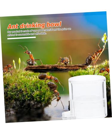 COLLBATH 2pcs Ant Water Feeder Ant Nest Water Feeding Area Ant Water Feeding Bowl Mini Animals Ants Acrylic - Buy Online on SooperMarket.com