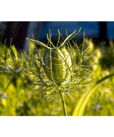 Health Embassy Nigella Sativa Seeds Powder 200g - Black Seed Cumin Powder - Buy Online on SooperMarket.com