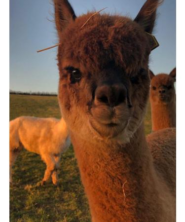 ALPACA BIRD NESTING MATERIAL - Buy Online on SooperMarket.com
