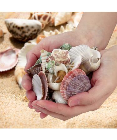 Weoxpr 200pcs Assorted Sea Shells for Fish Tank, Home Decor, Beach Theme Party, Candle Making, Wedding Decor - Natural Ocean Beach Seashells in Various Sizes for DIY Crafts - Buy Online on SooperMarket.com