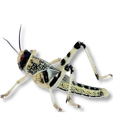 Livefood UK 100 Medium size 15mm to 30mm Live Locusts supplied in woven bag (100 Locusts in woven bag)