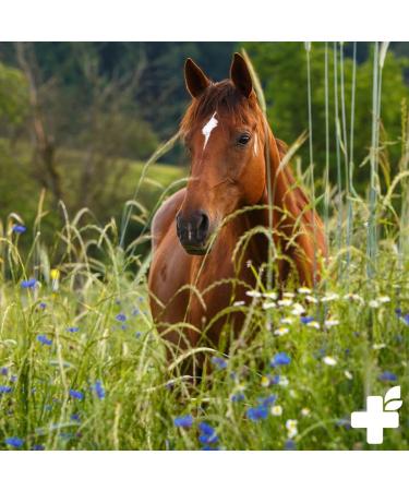 Reavet Mary Thistle Oil for Dogs & Horses 250ml | Natural Food Grade BARF Supplement Rich in Vitamin E & Omega-6 - Buy Online on SooperMarket.com