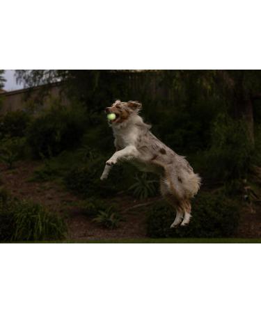 Chuckit Max Glow Ball Medium | Phosphorescent Rubber Dog Ball - Soft 6.5 cm Increases Complicity - Buy Online on SooperMarket.com